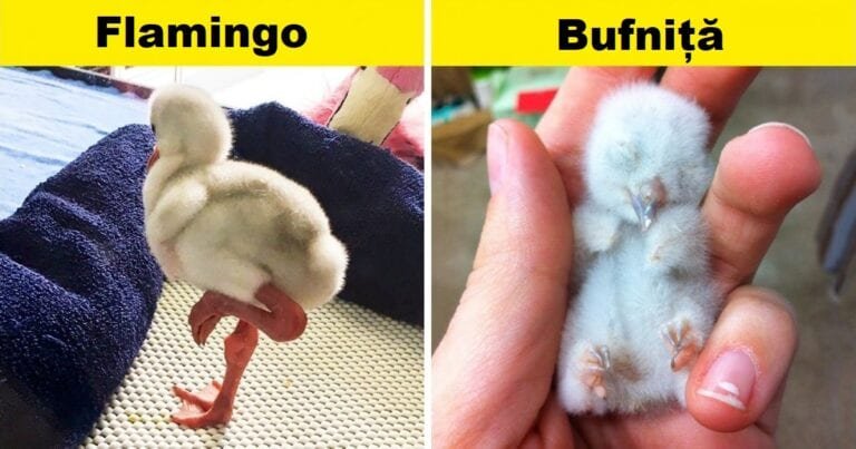 17 pui care nu seamănă deloc cu părinții lor