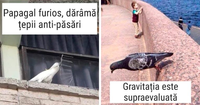 12 fotografii care te vor convinge că păsările pot fi amenințătoare