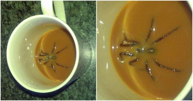 20 de păianjeni extrem de înfricoșători, găsiți în cele mai ciudate locuri