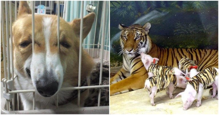 17 fotografii amuzante, dar foarte ciudate, cu animale care te vor uimi