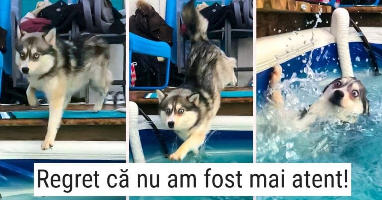19 Animale care au dovedit stângăcie în viața de zi cu zi și sunt foarte adorabile