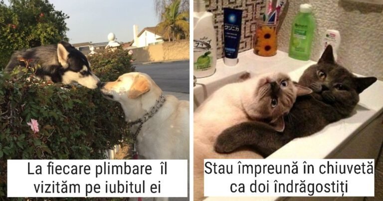 16 fotografii emoționante care demonstrează că prietenia și romantismul nu sunt create doar pentru oameni