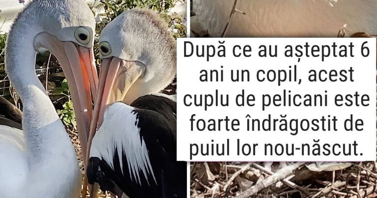 16 fotografii care radiază atât de multă dragoste, încât vei dori să îmbrățișezi pe cineva imediat