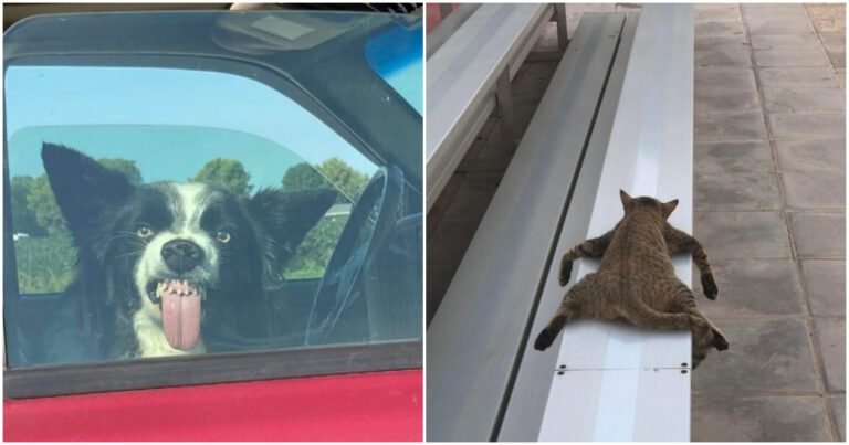 19 Fotografii care sunt atât de comice încât zâmbetul apare de la sine