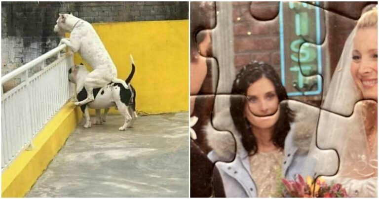 16 glume amuzante pentru cei care încă nu au găsit un motiv să zâmbească în această dimineața