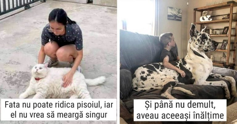 20 de animăluțe care s-au transformat în animale de companie gigantice