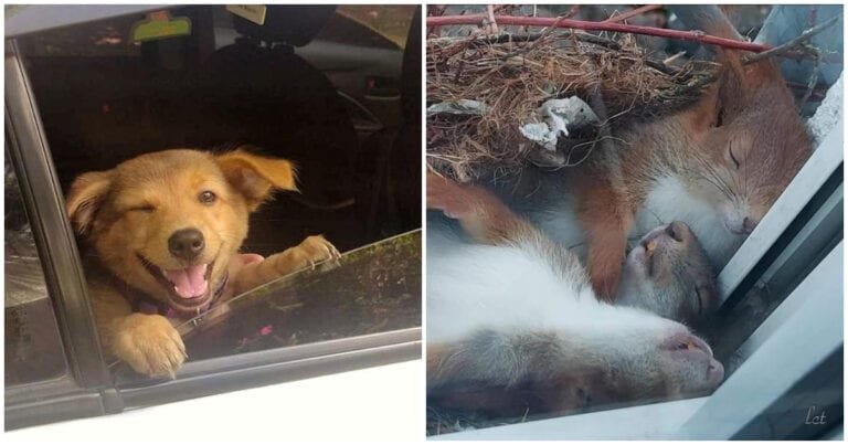 15 Imagini care ne arată că animalele pot acționa exact la fel ca oamenii