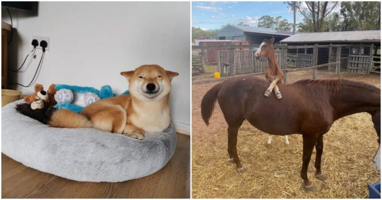 16 imagini umoristice cu animale care te vor face să râzi mai bine decât cel mai tare comediant