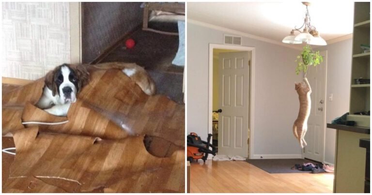 20 de exemple ale faptului că nu ar trebui să subestimezi niciodată partea întunecată a animalelor de companie