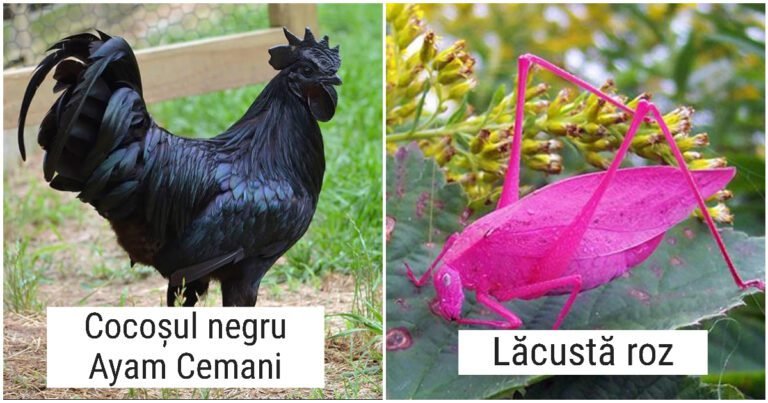 20 de imagini cu animale care ne-au uimit prin culoarea lor neobișnuită