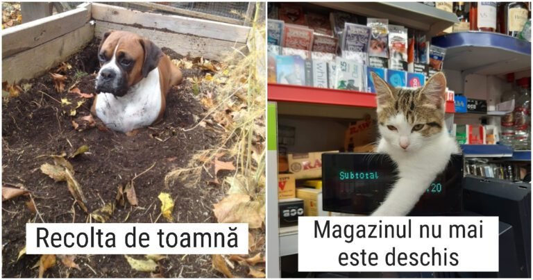 18 Cazuri în care animalul de companie a făcut prostii, dar acest lucru te-a făcut să-l iubești și mai mult