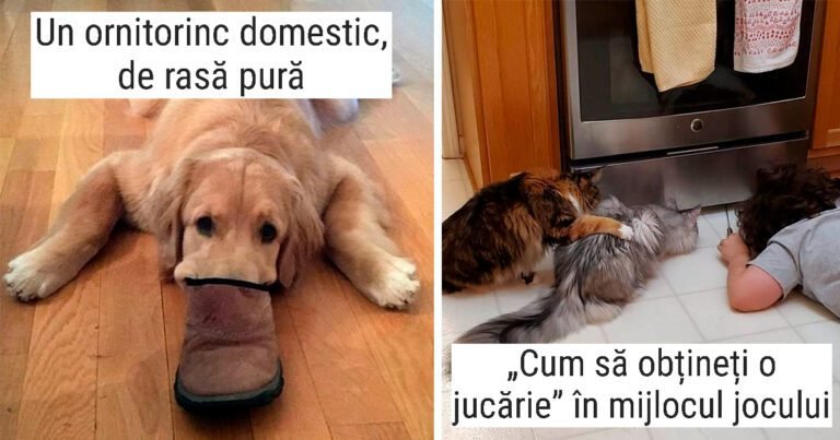 19 Dovezi că cel mai bun leac pentru plictiseală este să ai un animal de companie