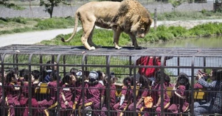 Această grădină zoologică le propune vizitatorilor ei să intre în cuști în timp ce sunt adulmecați de lei