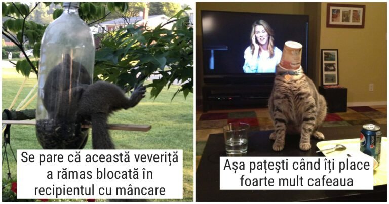 13 Imagini cu animale amuzante surprinse în situatii limită