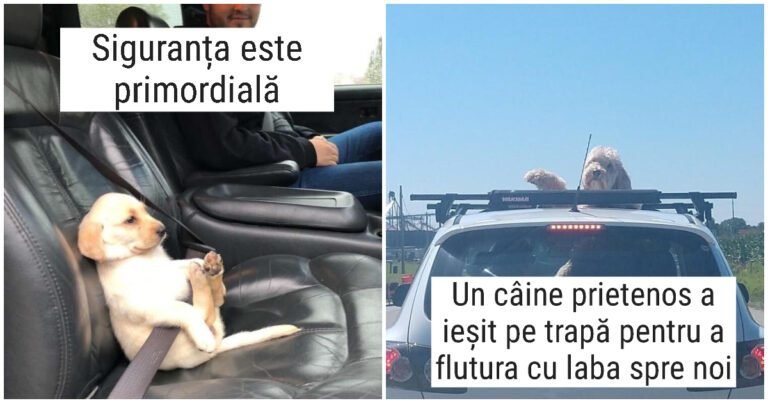 20 de câini care au transformat o călătorie obișnuită cu mașina într-o comedie nobilă