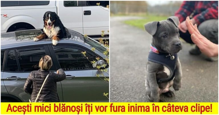 20 de situații în care oamenii s-au îndragostit din prima clipă de acești blănoși drăguți