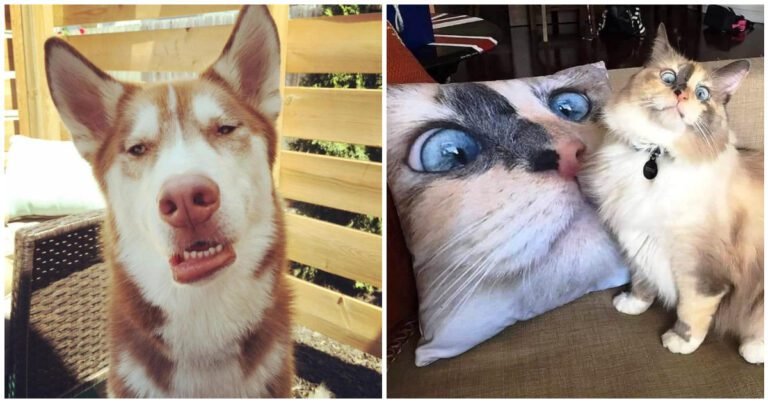 17 animale amuzante care îi distrează pe toți cei din jur cu o singură privire