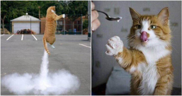 17 fotografii cu pisici realizate la momentul potrivit