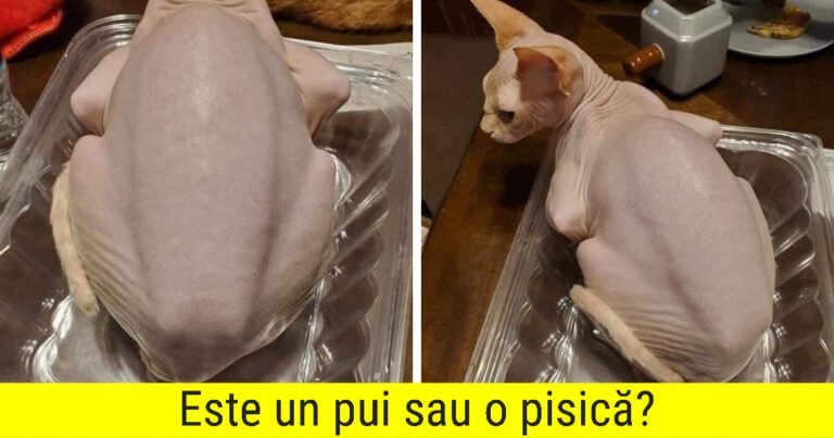 16 Cazuri când lucrurile necomestibile s-au prefăcut cu atâta abilitate că sunt delicatese încât ți-ai dori cu adevărat să le încerci