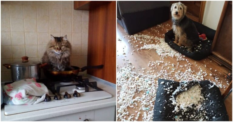 17 Animale care fac doar ceea ce simt și întind la maxim nervii stăpânilor lor