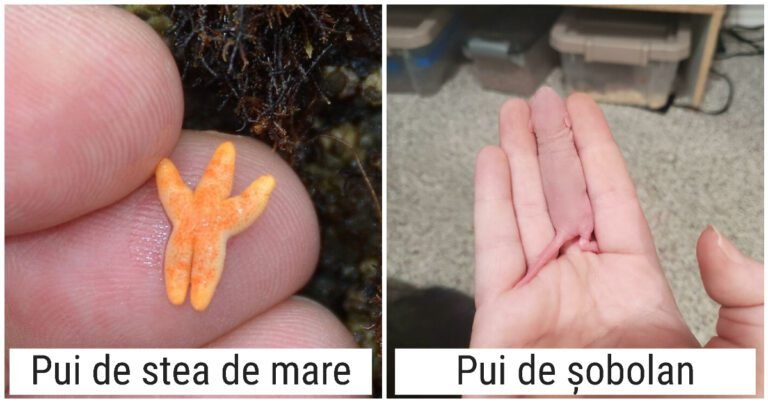 18 Poze cu animale dragute, mai mici decât degetul unui om