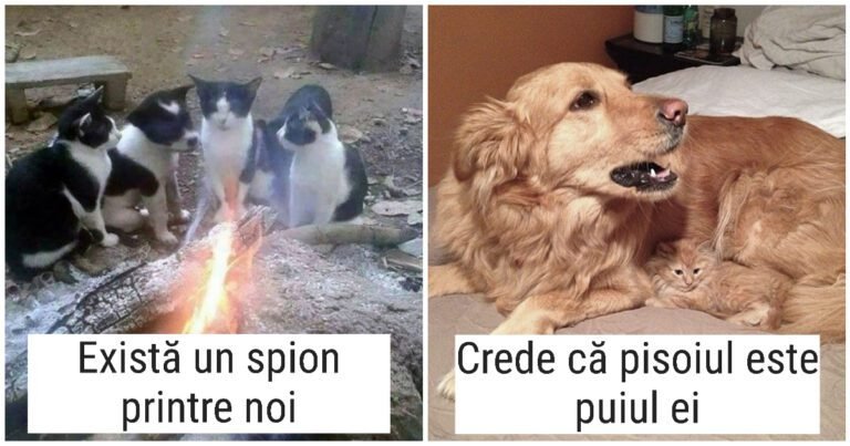 20 de cazuri distractive în care animalele își găsesc „fratele geamăn” într-o specie diferită