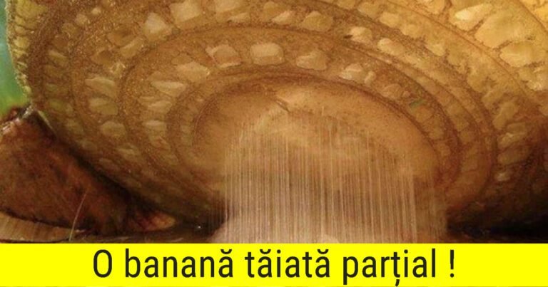18 Obiecte comune văzute sub lentila unui microscop