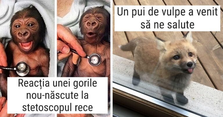 20 de animale adorabile care îți vor umple sufletul de bucurie