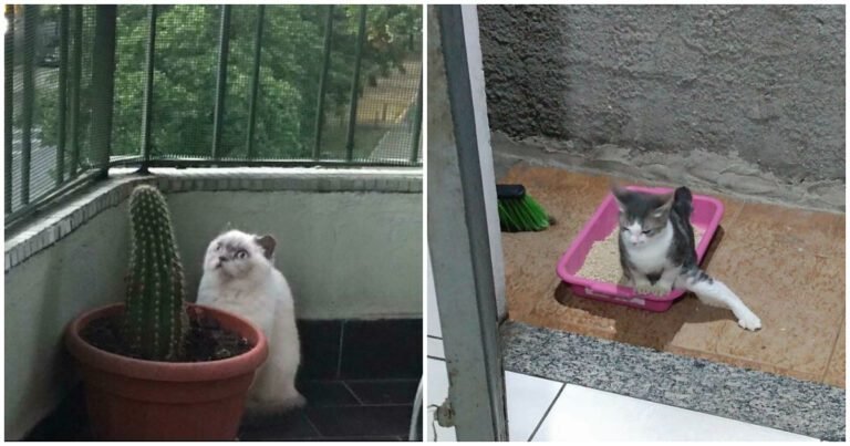 20 de pisici care s-au comportat atât de ciudat, încât i-au făcut pe oameni să se întrebe „Ce e în neregulă cu pisica ta?”