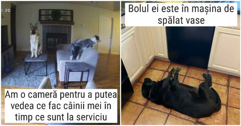 20 de câini amuzanți care te fac să te întrebi ce este în neregulă cu ei
