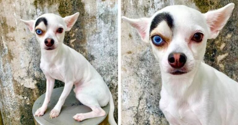 18 animale de companie amuzante care nici măcar nu încearcă să fie serioase