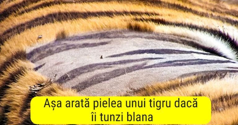 20 de fotografii, pe care după ce le vei vedea vrei spune „Natura este minunată!”