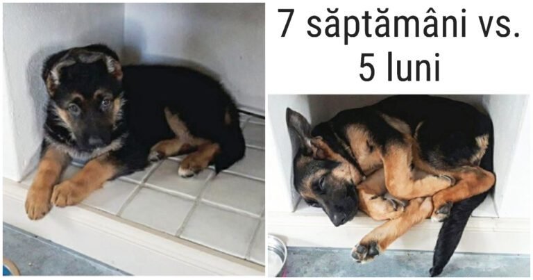 20 de animale drăguțe care au crescut, dar nu și-au schimbat obiceiurile