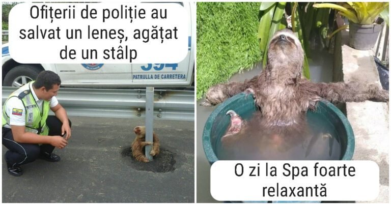 20 de fotografii care dovedesc că leneșii sunt printre cele mai drăguțe și mai frumoase animale de pe planetă