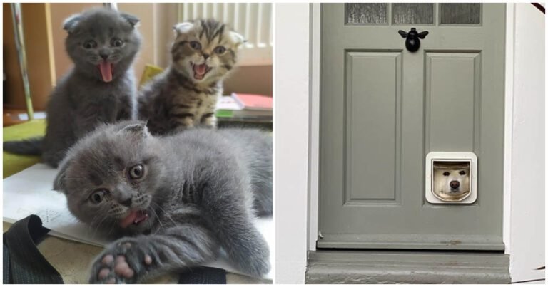 17 Animale de companie amuzante care nici măcar nu trebuie să facă mare lucru pentru a face oamenii să râdă