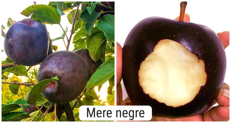 16 Fructe exotice rare pe care le vei vedea pentru prima dată