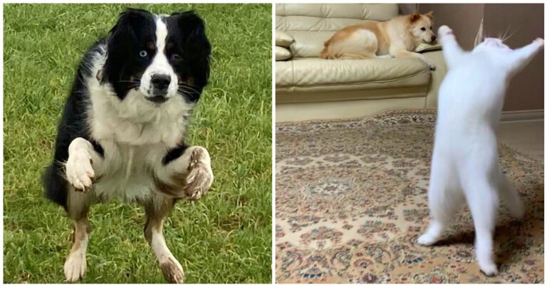 20 de animale de companie care demonstrează că sunt extrem de ciudate, dar adorabile