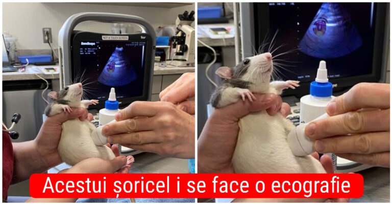 18 fotografii cu animale de companie pline de tandrețe, care au reușit să ne impresioneze total