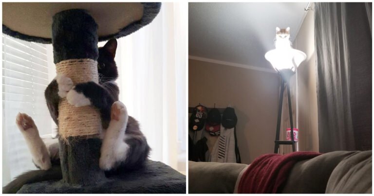 17 Pisici care se comportă total diferit față de majoritatea pisicilor normale