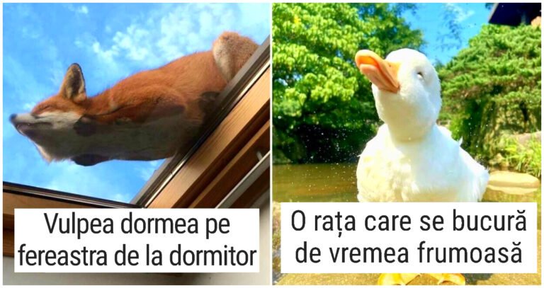 20 de oameni care au zărit cele mai drăguțe animale și le-au fotografiat