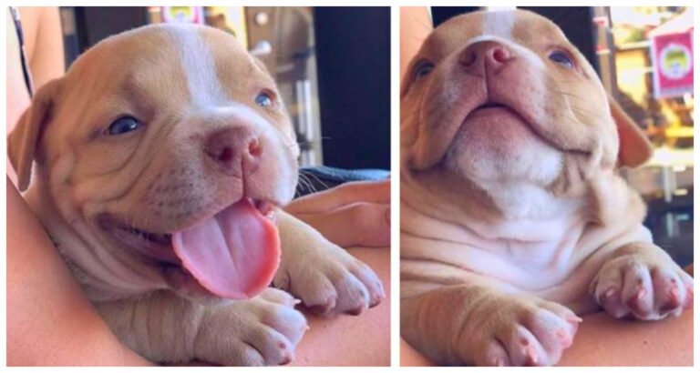 19 Animale de companie care le oferă oamenilor un motiv în plus pentru a se trezi în fiecare dimineață