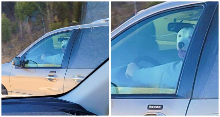 16 imagini înșelătoare care te vor face să te freci la ochi după ce le vei privi