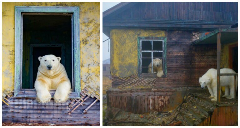 13 imagini cu urși polari care au fost fotografiați într-o stație meteo abandonată
