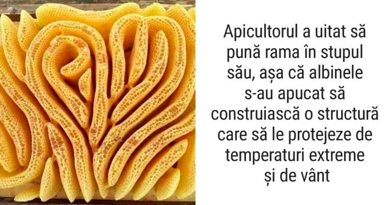 20 de oamenii care ne împărtășesc neașteptatele lor momente de tripofobie