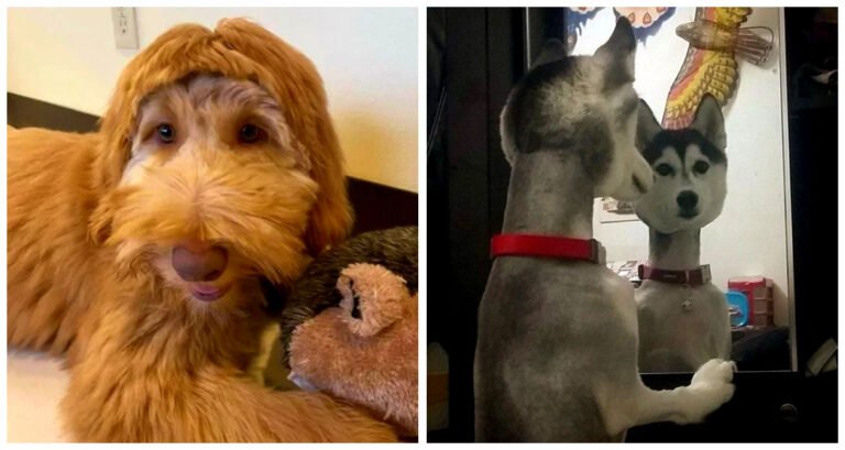 18 Tunsori nefericite pentru animale, la care nu te poți abține să nu râzi cu lacrimi