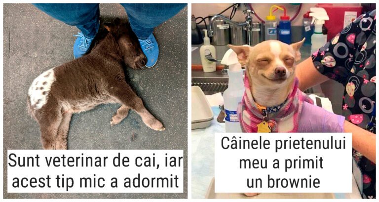 20 de veterinari care au întâlnit cele mai drăguțe animale de companie la locul de muncă