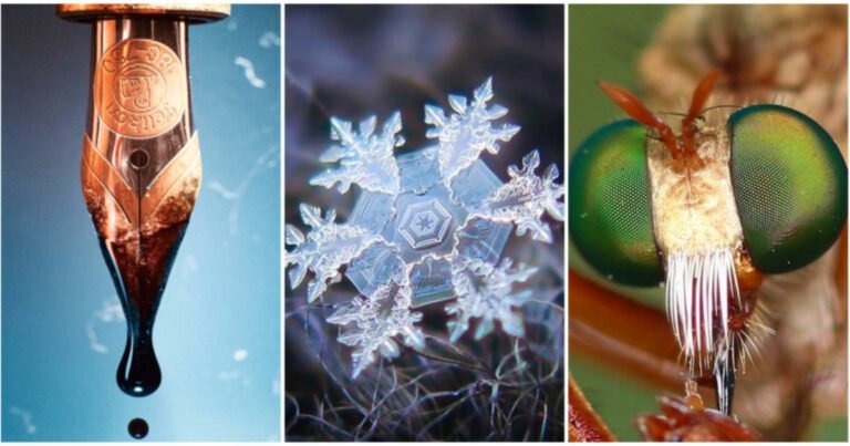 20 de fotografii macro uimitoare care vă vor permite să vedeți lucrurile neobișnuit de aproape