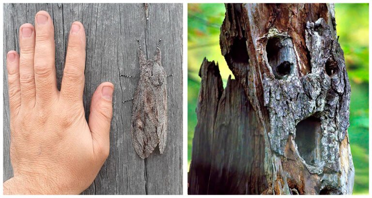 16 imagini care dovedesc că natura este un adevărat profesionist atunci când vine vorba de surprize neașteptate