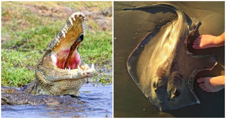 20 de exemple în care natura arată mai rău decât un film de groază