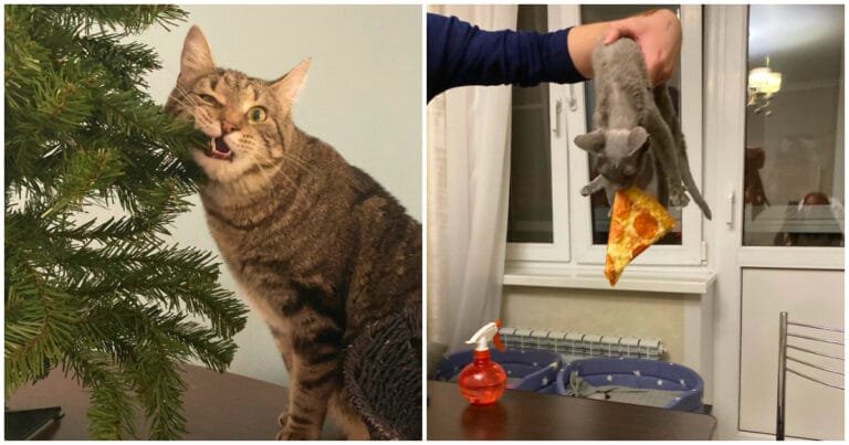 16 huligani cu blană pentru care regulile umane sunt doar o frază goală